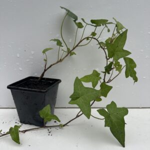 Ivy plant Green Leaves Trailing Ivy Hedera Helix Alive Climbing IVY in 7cm Pot