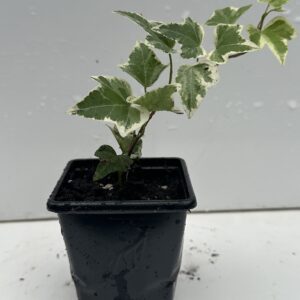 Young White Edge Leaves Trailing Ivy Hedera Helix Plant in 7cm