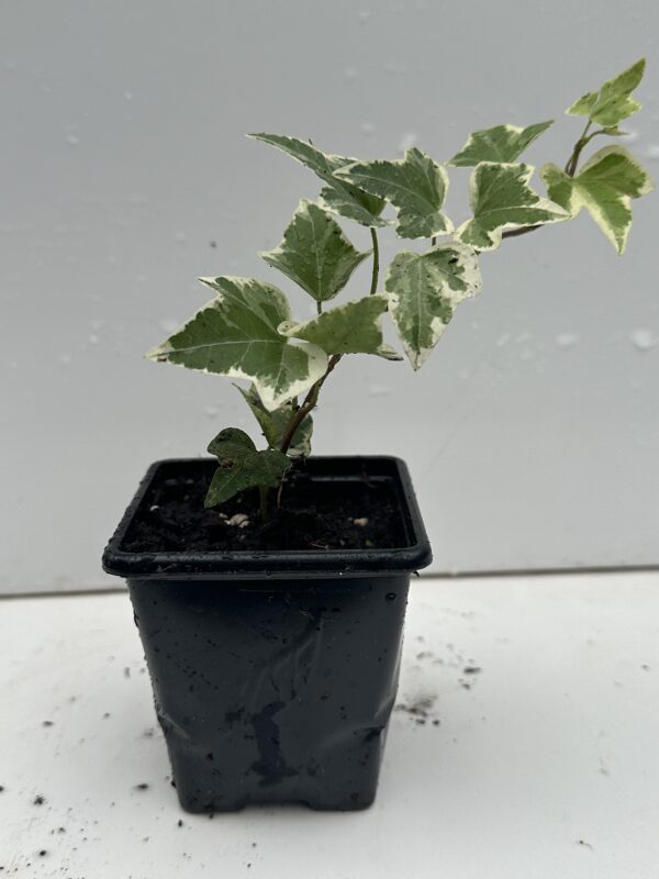 Young White Edge Leaves Trailing Ivy Hedera Helix Plant in 7cm