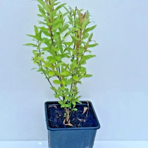 Pomegranate Tree in 11cm Pot, Punica Granatum Dente di Cavallo plant