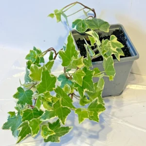 Ivy plant white edge leaves Trailing Ivy Hedera Helix Alive Climbing IVY in 7cm Pot