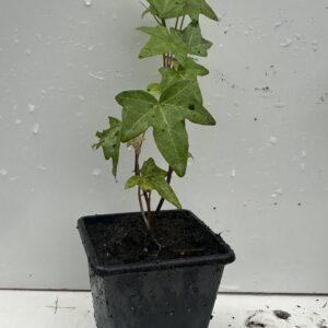 Young Green Leaves ivy plant Trailing Ivy Hedera Helix Plant in 7cm